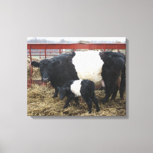 Lovely Cute Beltie Cow and Calf - Belted Galloways Canvas Print (Front)