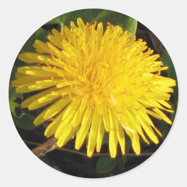 Lovely Dandelion Classic Round Sticker (Front)