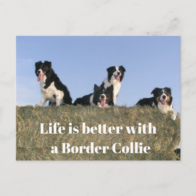 Lovely Dogs Postcard (Front)