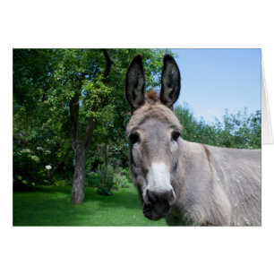 Lovely Donkey Portrait