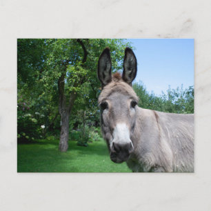 Lovely Donkey Portrait Postcard