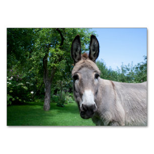 Lovely Donkey Portrait Table Number