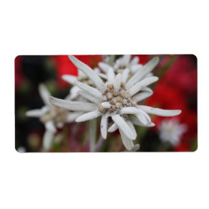 Lovely Edelweiss Leontopodium nivale