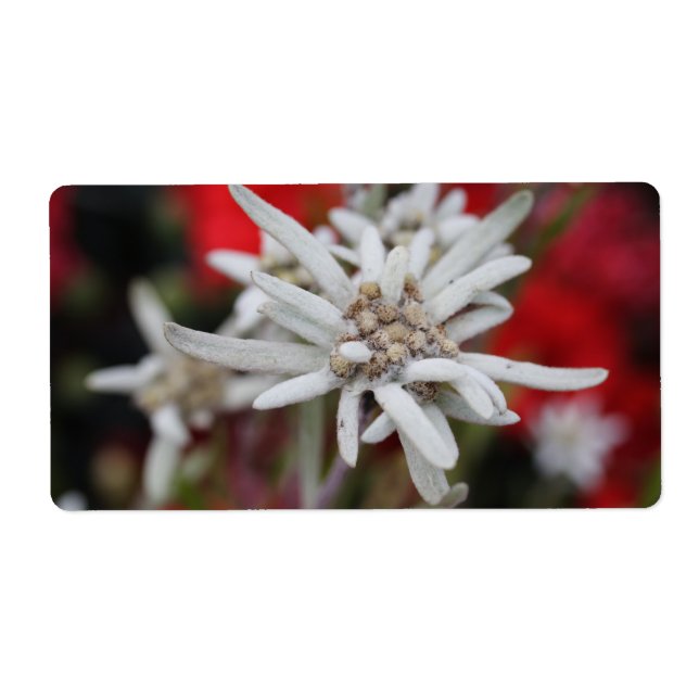 Lovely Edelweiss Leontopodium nivale (Devant)