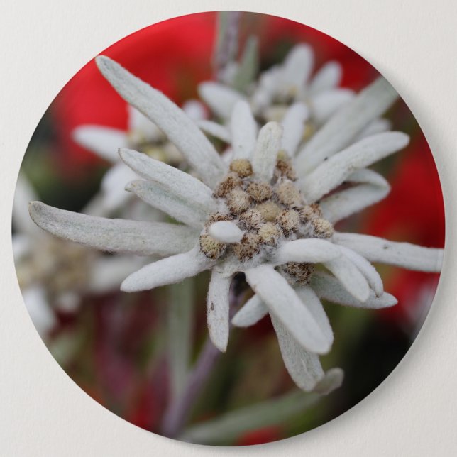 Lovely Edelweiss Leontopodium nivale 6 Inch Round Button (Front)