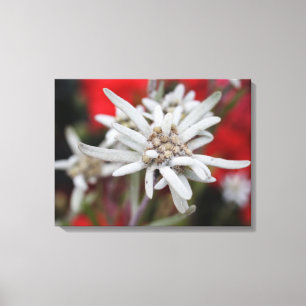 Lovely Edelweiss Leontopodium nivale Canvas Print