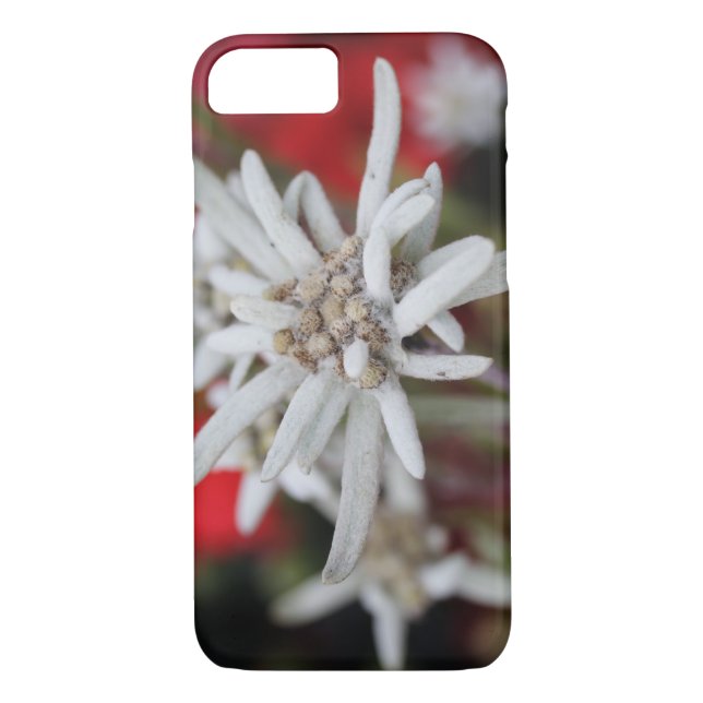Lovely Edelweiss Leontopodium nivale Case-Mate iPhone Case (Back)
