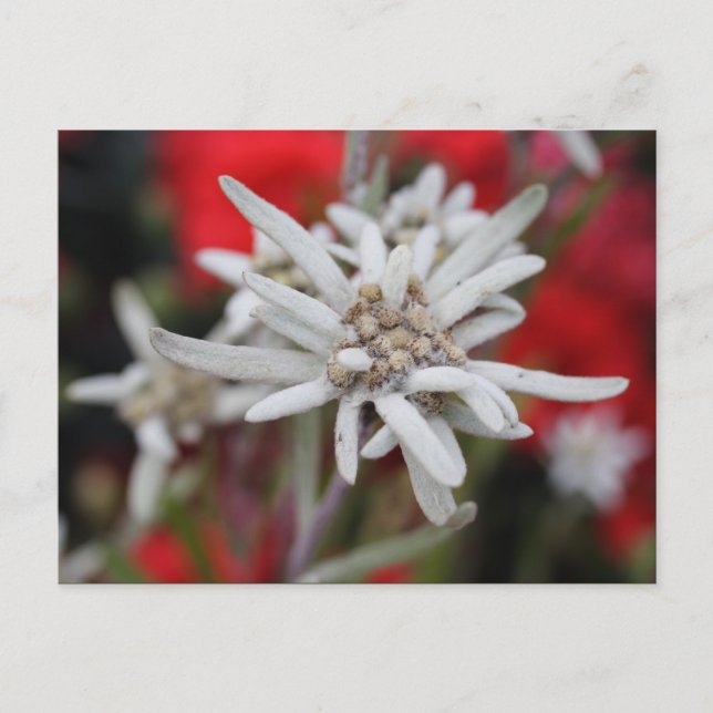 Lovely Edelweiss Leontopodium nivale Postcard (Front)