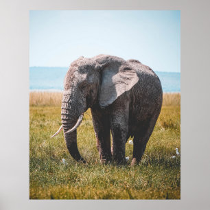 LOVELY ELEPHANT POSTER