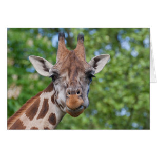 Lovely Giraffe Portrait