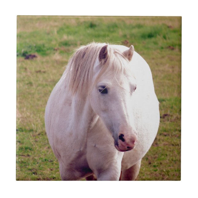 Lovely Grey Pony Tile (Front)