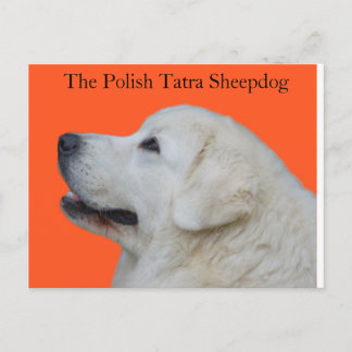 Lovely Head of Polish Tatra Sheepdog on Postcard