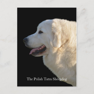 Lovely Head of Polish Tatra Sheepdog on Postcard
