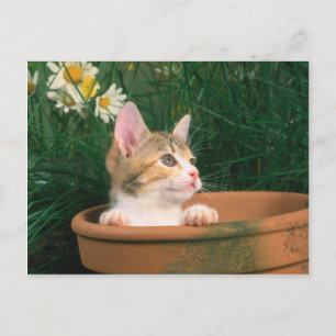 Lovely Kitten 54 Postcard