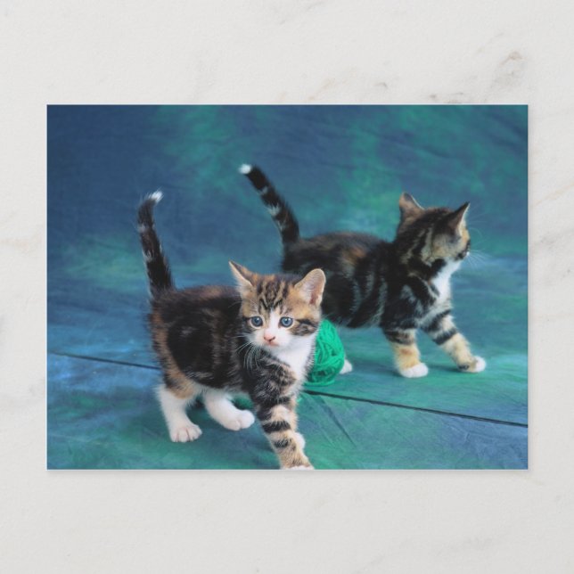 Lovely Kitten 61 Postcard (Front)