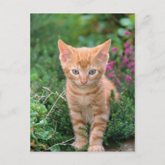 Lovely Kitten 7 Postcard