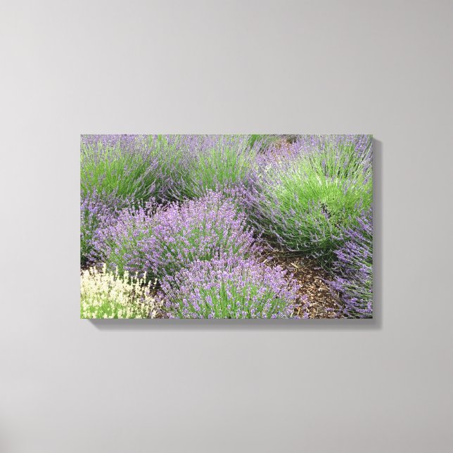Lovely Lavender Canvas Print (Front)