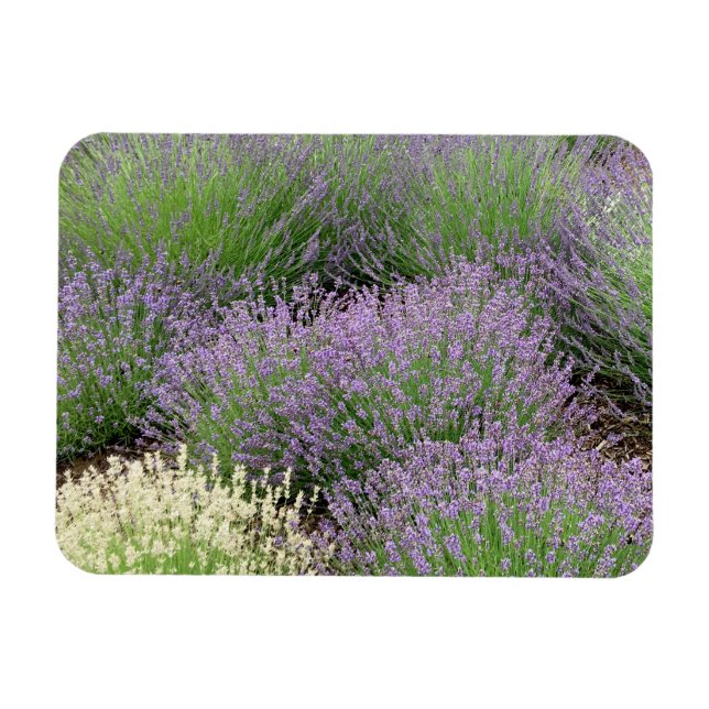 Lovely Lavender Magnet (Horizontal)