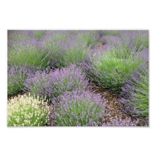 Lovely Lavender Photo Print