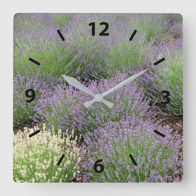 Lovely Lavender Square Wall Clock (Front)