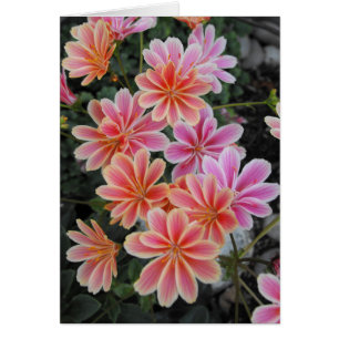 Lovely Lewisia