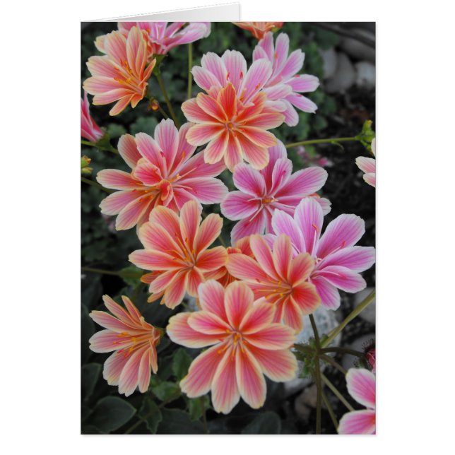 Lovely Lewisia (Devant)