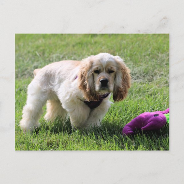 Lovely Luna Postcard (Front)