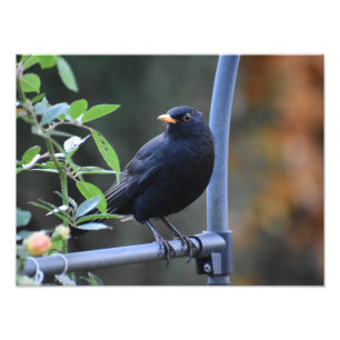 Lovely Male Blackbird  Photo Print