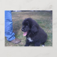 Lovely Newfie puppy (Newfoundland dog breed)