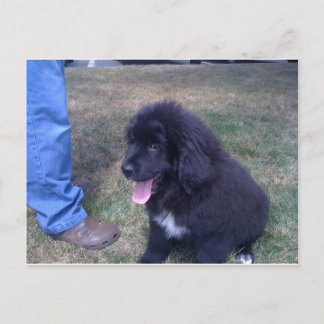 Lovely Newfie puppy (Newfoundland dog breed) Postcard