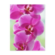 Lovely Pink Orchids