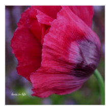 Lovely Pink & Purple Poppy