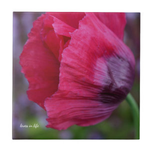 Lovely Pink & Purple Poppy Tile