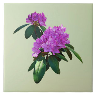Lovely Pink Rhododendrons Tile