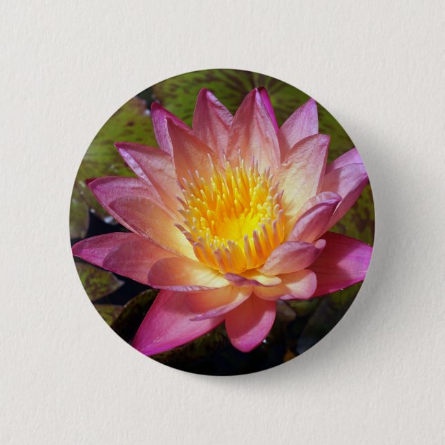 Lovely Pink Water Lily Photograph 2 Inch Round Button (Front)