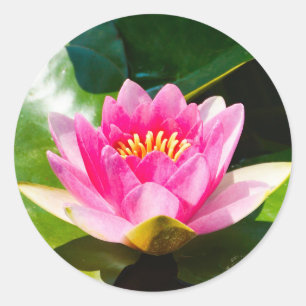 Lovely Pink water lily with green leaves Classic Round Sticker