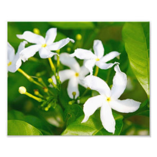Lovely Pinwheel Jasmine Photo Print