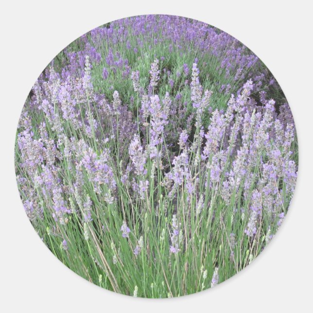 Lovely Provence French Lavender Classic Round Sticker (Front)