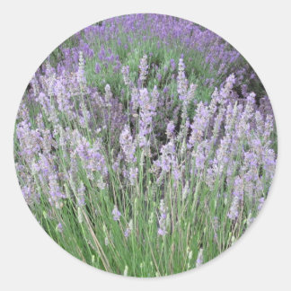 Lovely Provence French Lavender Classic Round Sticker