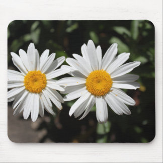 Lovely pure white daisy flowers. mouse pad