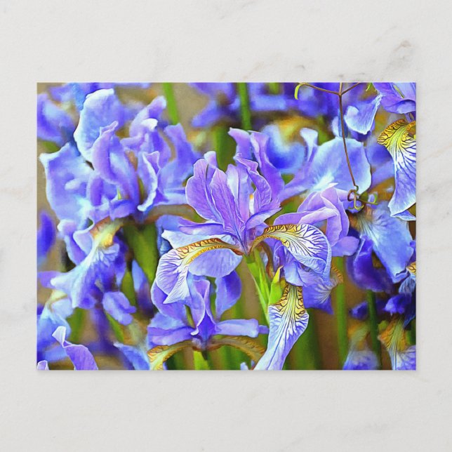 Lovely Purple Irises in May Postcard (Front)