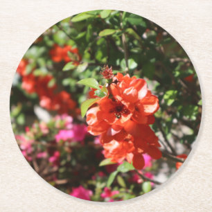 Lovely Red Flowering Quince Photographic Floral Round Paper Coaster