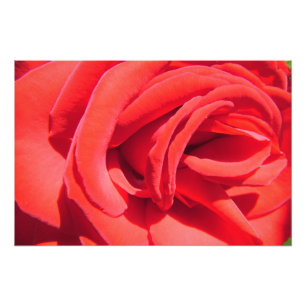 lovely red rose flower photo art work. love, wed