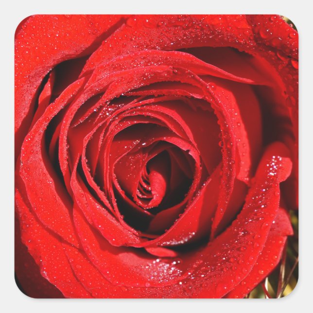 Lovely Red Rose Photograph Square Sticker (Front)