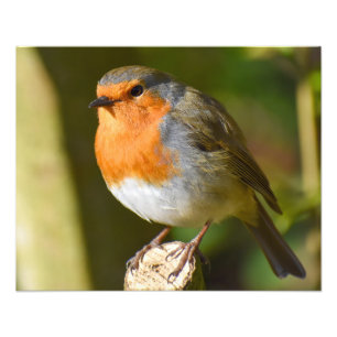 Lovely Robin  Photo Print