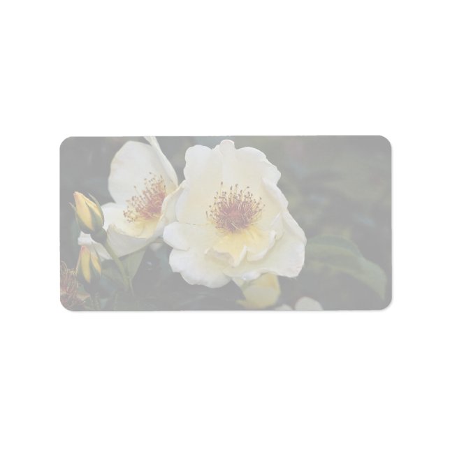 Lovely Shrub Rose 'Golden Wings' Label (Front)