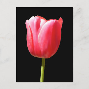 Lovely Single Tulip Bloom Postcard