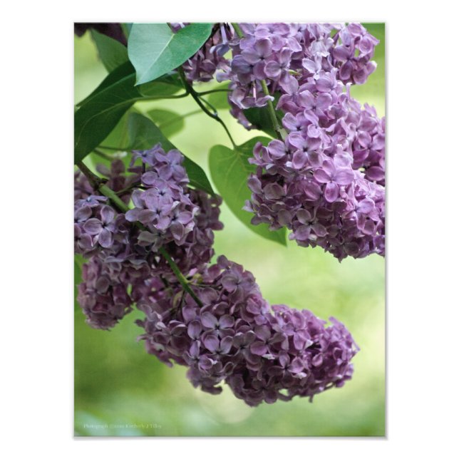 Lovely Spring Photo Print (Front)
