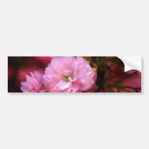 Lovely Spring Pink Cherry Blossoms Bumper Sticker