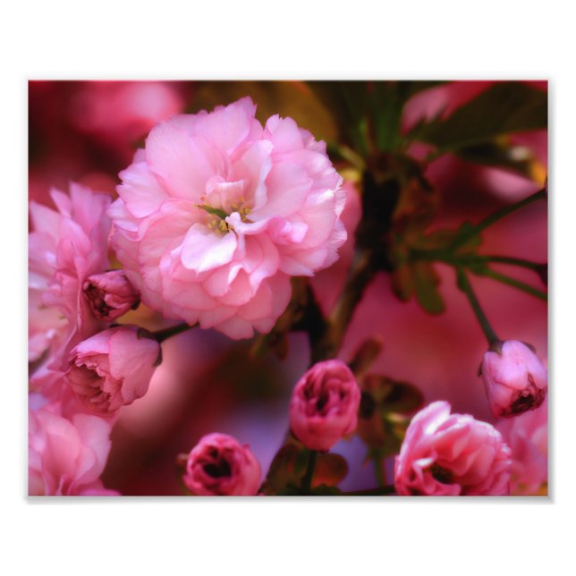 Lovely Spring Pink Cherry Blossoms Photo Print (Front)